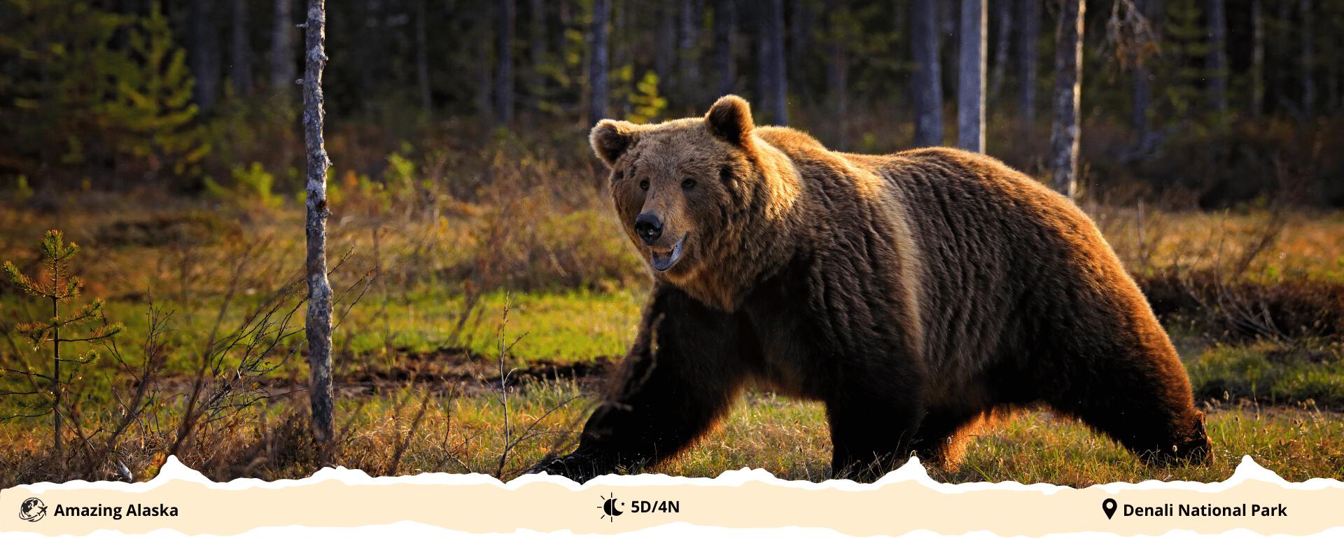 amazing-alaska-banner2