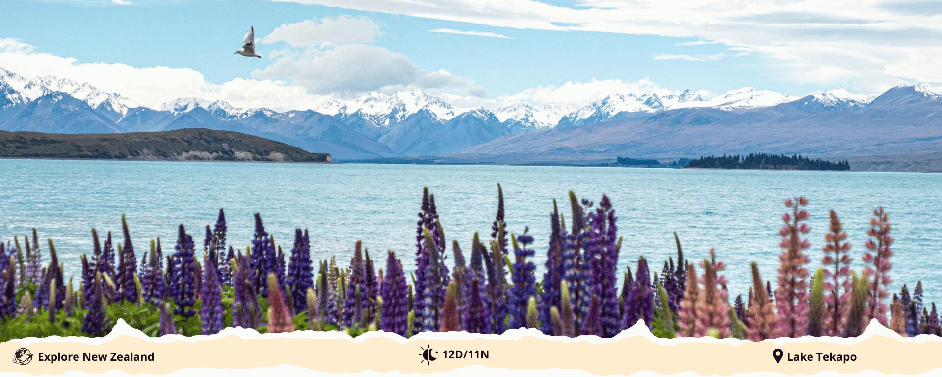 kiwi-dreams-explore-new-zealand-banner1