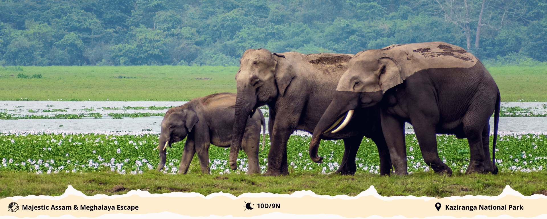 majestic-assam